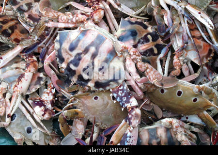 Die Dungeness Krabbe, Metacarcinus Magister (früher Krebs Magister) am Fischmarkt in Digha, West Bengal, Indien. Stockfoto