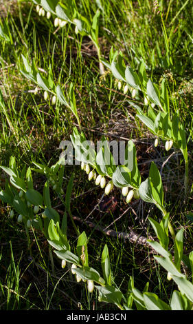 Salomon eckig (Polygonatum Odoratum) blühen Stockfoto