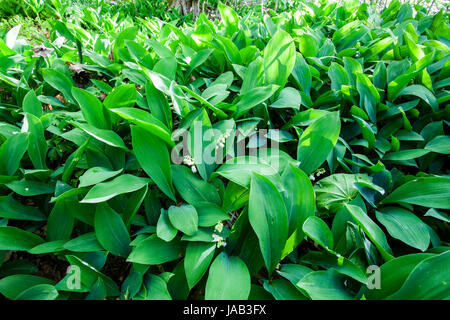 Maiglöckchen blühen (Convallariaarten Majalis) Stockfoto