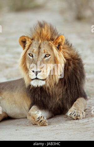 Porträt von einer großen männlichen afrikanischen Löwen (Panthera Leo), Südafrika Stockfoto