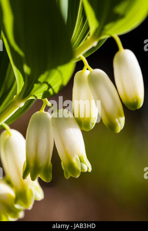 Salomon eckig (Polygonatum Odoratum) blühen Stockfoto