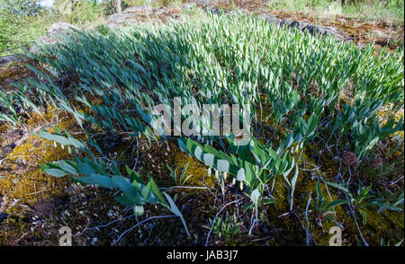 Salomon eckig (Polygonatum Odoratum) blühen Stockfoto