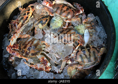 Die Dungeness Krabbe, Metacarcinus Magister (früher Krebs Magister) am Fischmarkt in Digha, West Bengal, Indien. Stockfoto