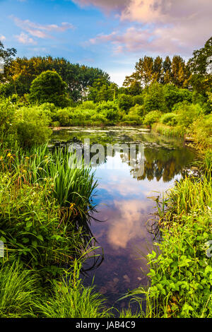 Farbenfrohen Sonnenaufgang Wolken spiegeln sich in den alten Teich in Lydiard Park in Swindon, Wiltshire. Stockfoto