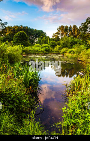 Farbenfrohen Sonnenaufgang Wolken spiegeln sich in den alten Teich in Lydiard Park in Swindon, Wiltshire. Stockfoto