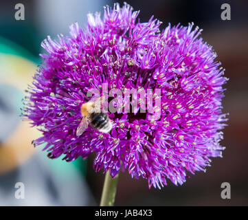 Baumhummel auf Allium Blume Stockfoto