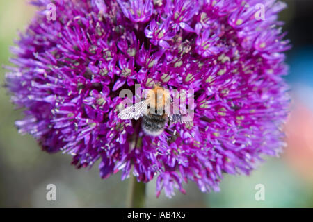 Baumhummel auf Allium Blume Stockfoto