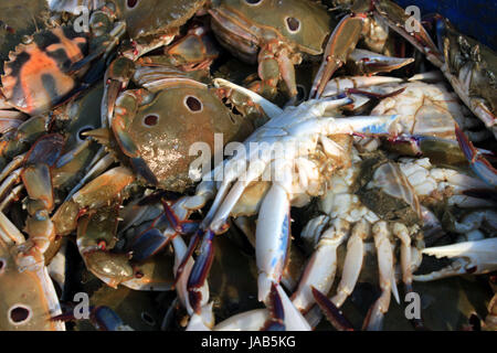 Die Dungeness Krabbe, Metacarcinus Magister (früher Krebs Magister) am Fischmarkt in Digha, West Bengal, Indien. Stockfoto