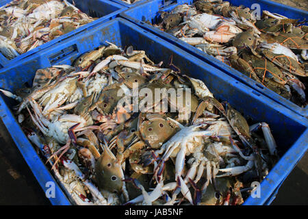 Die Dungeness Krabbe, Metacarcinus Magister (früher Krebs Magister) am Fischmarkt in Digha, West Bengal, Indien. Stockfoto