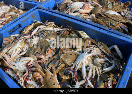 Die Dungeness Krabbe, Metacarcinus Magister (früher Krebs Magister) am Fischmarkt in Digha, West Bengal, Indien. Stockfoto
