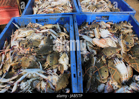 Die Dungeness Krabbe, Metacarcinus Magister (früher Krebs Magister) am Fischmarkt in Digha, West Bengal, Indien. Stockfoto