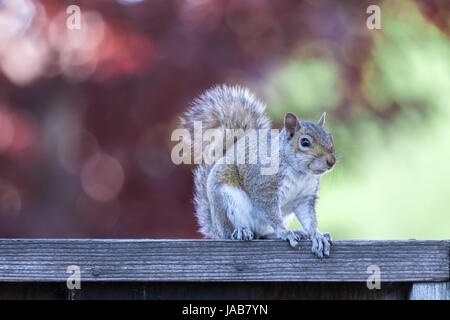 Östliche graue Eichhörnchen (Sciurus Carolinensis) posiert auf Hinterhof Zaun mit späten Nachmittag natürlichem Licht. Stockfoto
