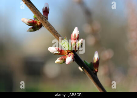 Zweig mit ungeöffneten Knospen der Prunus Tomentosa Blumen Stockfoto