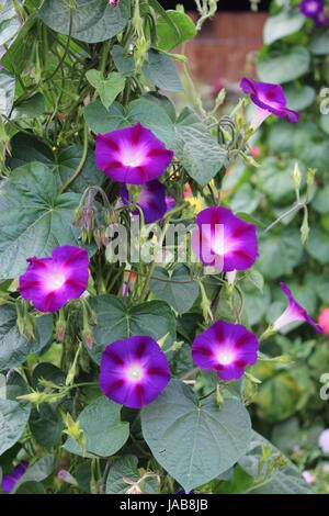 schöne und blaue Blüte von Ipomoea ist sehr bunt Stockfoto