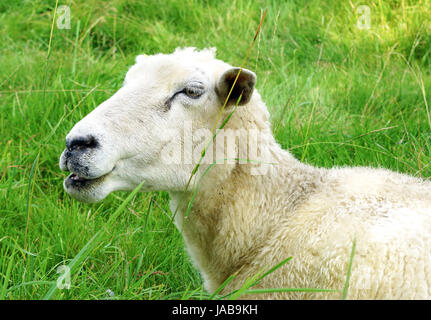 Schaf Auf der Weide Stockfoto