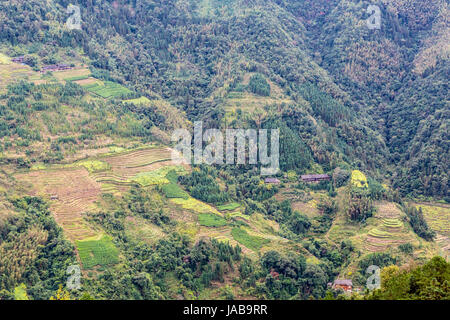 Longji, China.  Terrassen und bewaldete Hänge. Stockfoto