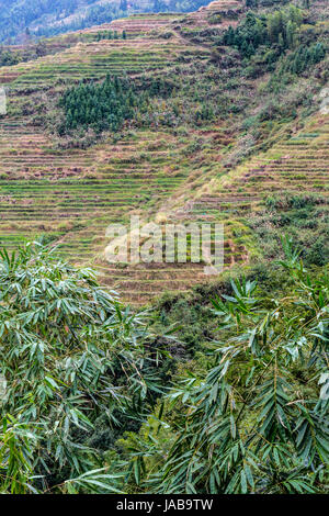 Longji, China.  Terrassen und bewaldete Hänge. Stockfoto