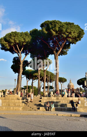 Ikonische Schirm-Pinien (Pinus Pinea) von Piazza Foro Traiano, Rom Stockfoto