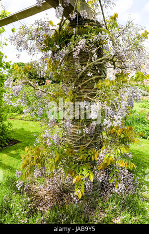 Eine Glyzinie im Hestercombe House und Gärten West Monkton Cheddon Fitzpaine in der Nähe von Taunton in Somerset, England UK Stockfoto