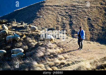 Schafe mit Shepard auf einem Feld in Georgien Stockfoto