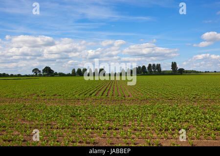 Reihen von jungen Zuckerrüben Pflanzen in einem Feld mit Pappeln am Horizont unter blauem Himmel mit flauschigen weißen Wolken in malerischen Yorkshire im Sommer Stockfoto