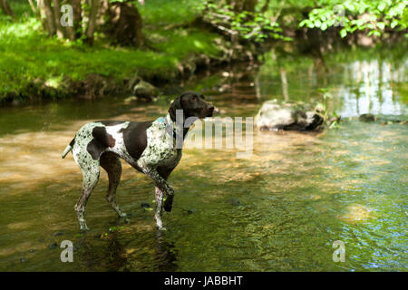 Deutsche kurze behaart Zeiger in einen Stream spielen Stockfoto