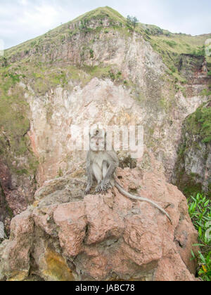 Makaken-Affen auf einem Vulkan namens Mount Batur auf Bali, Indonesien Stockfoto