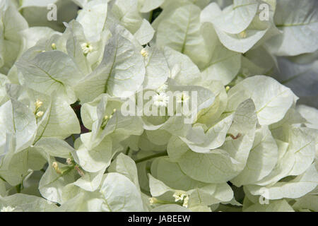 Weiße bougainvillea Stockfoto