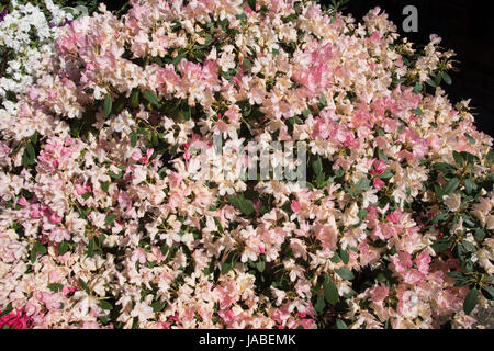 Rhododendron ' Percy Wiseman' Stockfoto