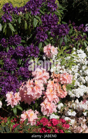 Die tief violetten Blüten des Rhododendron "Marcel Menard" Stockfoto