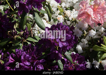 Die tief violetten Blüten des Rhododendron "Marcel Menard" Stockfoto