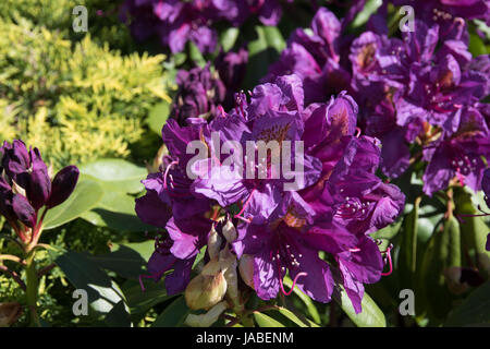 Die tief violetten Blüten des Rhododendron "Marcel Menard" Stockfoto