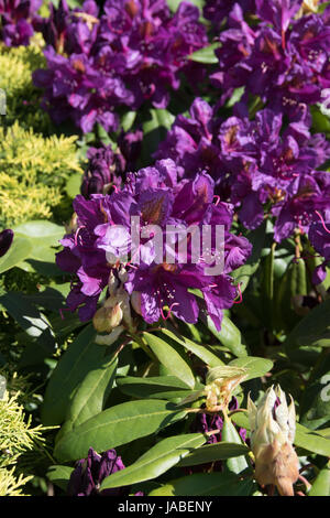 Die tief violetten Blüten des Rhododendron "Marcel Menard" Stockfoto