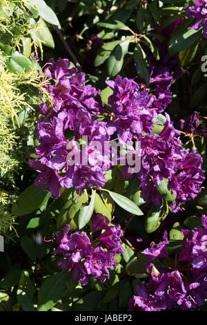 Die tief violetten Blüten des Rhododendron "Marcel Menard" Stockfoto