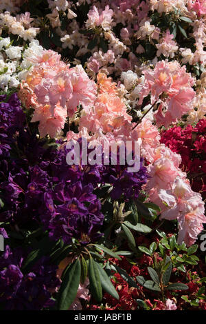 Die tief violetten Blüten von Rhododendron 'Marcel Menard' mit Rosa & weiß Azaleen Stockfoto