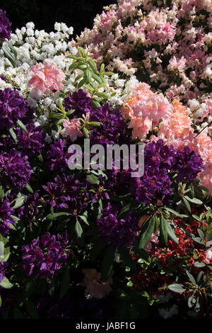 Die tief violetten Blüten von Rhododendron 'Marcel Menard' mit Rosa & weiß Azaleen Stockfoto