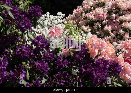 Die tief violetten Blüten von Rhododendron 'Marcel Menard' mit Rosa & weiß Azaleen Stockfoto