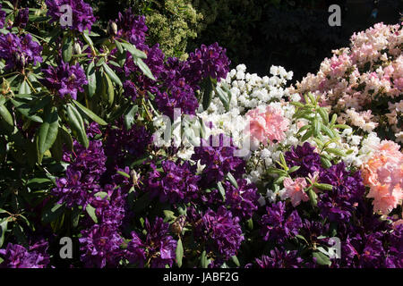 Die tief violetten Blüten von Rhododendron 'Marcel Menard' mit Rosa & weiß Azaleen Stockfoto