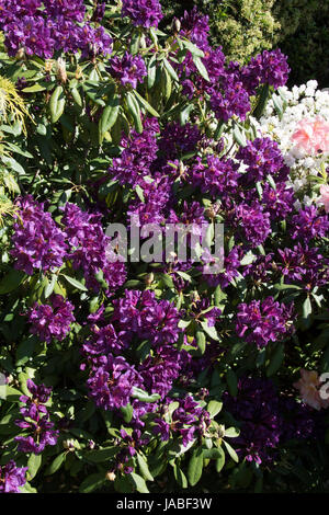 Die tief violetten Blüten des Rhododendron "Marcel Menard" Stockfoto