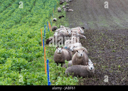 Lämmer füttern auf Wurzel-Ernte in einem Feld des von einem Elektrozaun. Cumbria, UK. Stockfoto