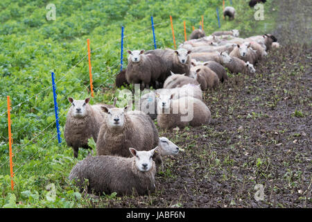 Lämmer füttern auf Wurzel-Ernte in einem Feld des von einem Elektrozaun. Cumbria, UK. Stockfoto