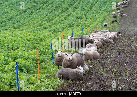 Lämmer füttern auf Wurzel-Ernte in einem Feld des von einem Elektrozaun. Cumbria, UK. Stockfoto