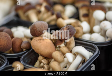 Eine Vielzahl von Pilzen zum Verkauf. Stockfoto