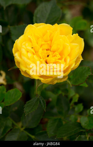 Lemon Drop Rose, Erbstück Rosen, St. Paul, Oregon Stockfoto