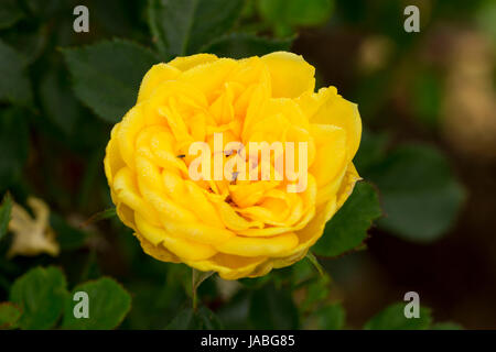 Lemon Drop Rose, Erbstück Rosen, St. Paul, Oregon Stockfoto