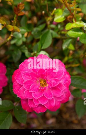 Bluesette rose, Erbstück Rosen, St. Paul, Oregon Stockfoto