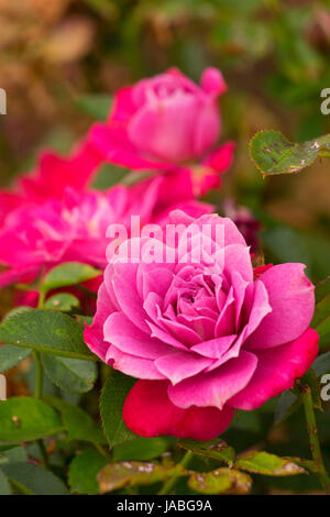 Bluesette rose, Erbstück Rosen, St. Paul, Oregon Stockfoto