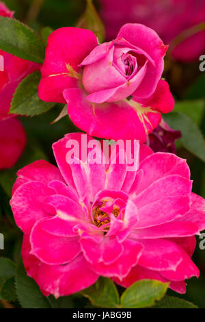 Bluesette rose, Erbstück Rosen, St. Paul, Oregon Stockfoto