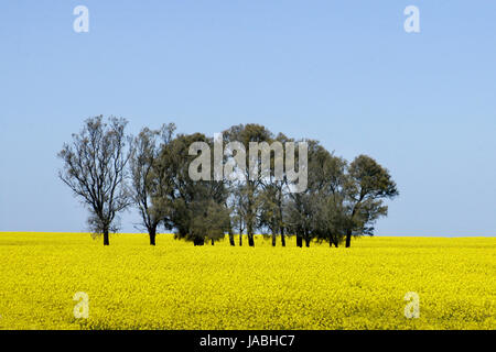 Raps pflanzen in der Nähe von Shepparton, Victoria, Australien. Stockfoto