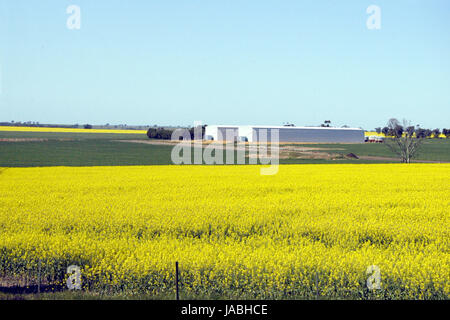 Raps-Pflanzen in der Nähe von Shepparton, Victoria, Australien Stockfoto